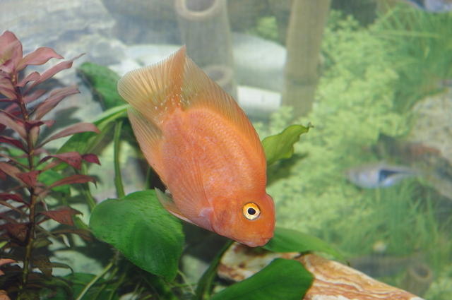 IMGP0222